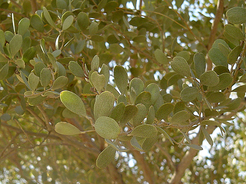 leather leaf acacia tree arizona