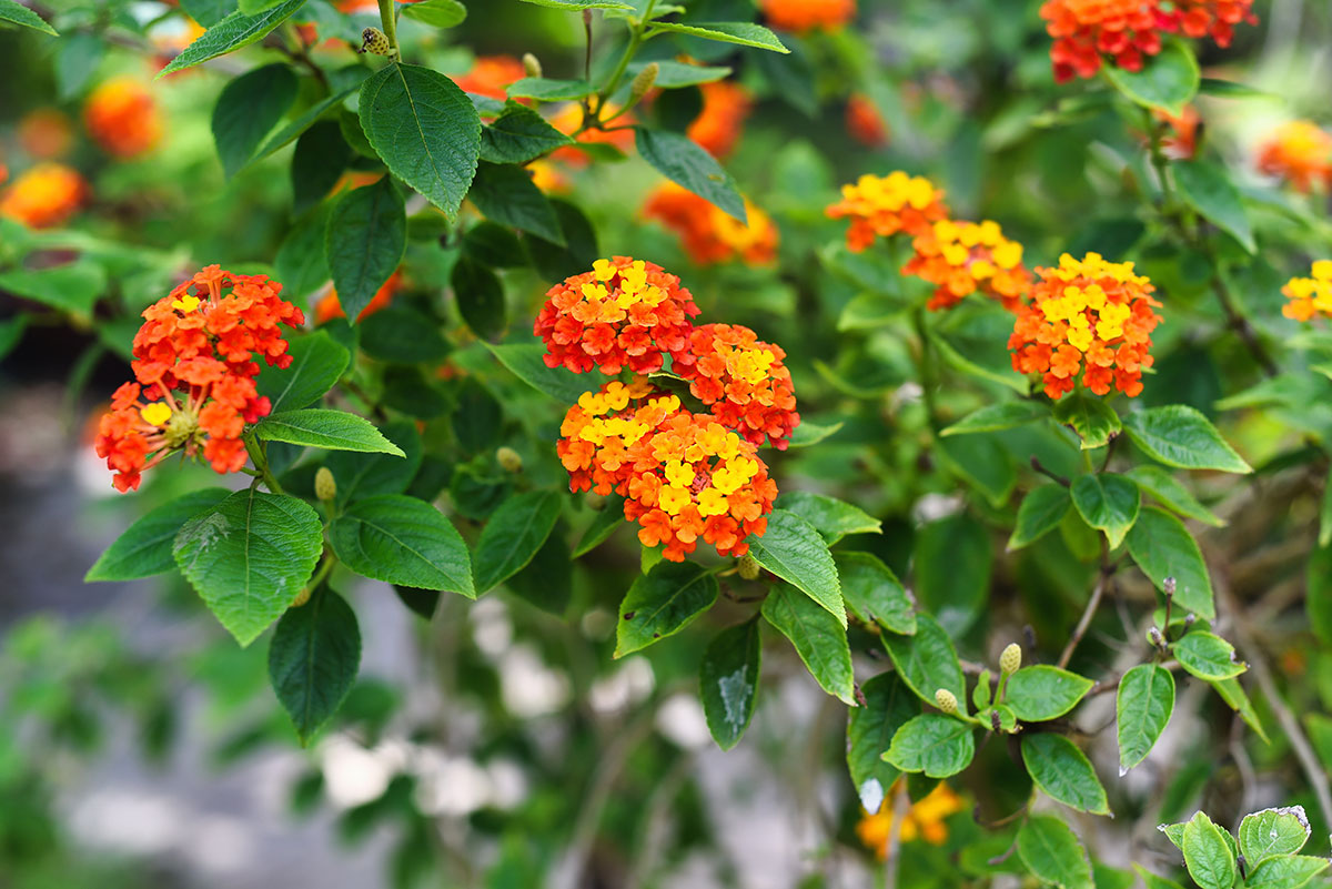 find-plants-bush-lantana