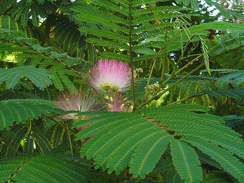 Find Plants Mimosa