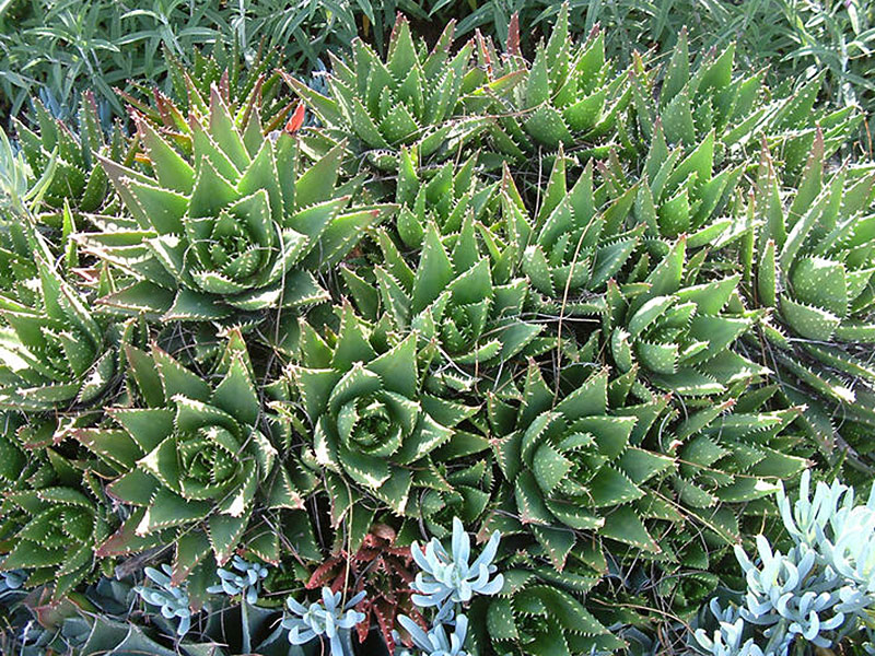 Find plants Gold Tooth Aloe
