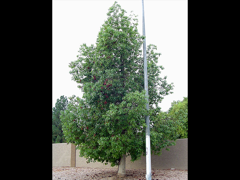 BOTTLE TREE (Brachychiton populneus) - Treeland Nurseries