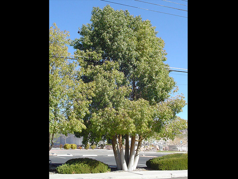 Find plants - Bottle Tree