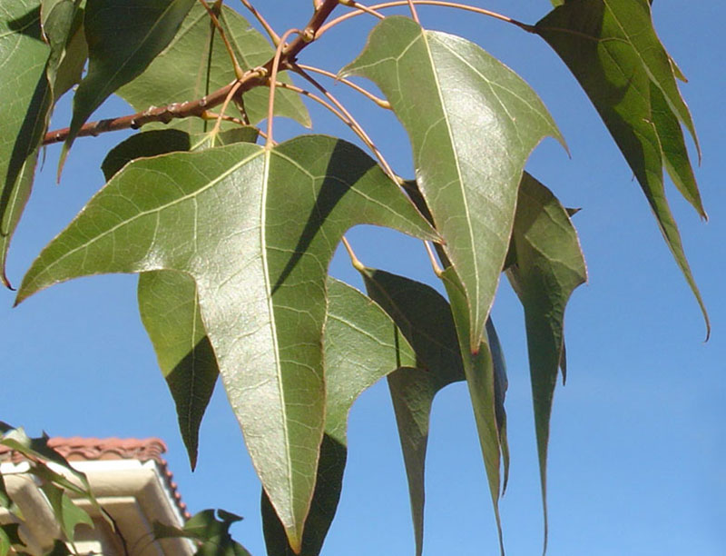 Kurrajong bottle tree - Waterwise Garden Planner