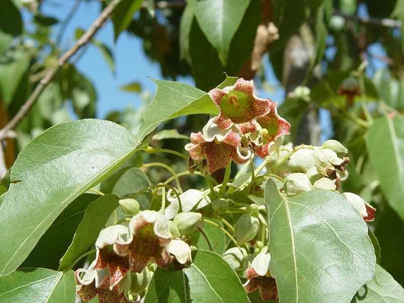 Kurrajong bottle tree - Waterwise Garden Planner