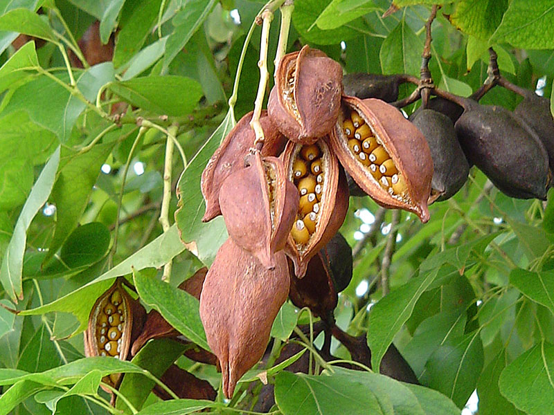 Find plants - Bottle Tree