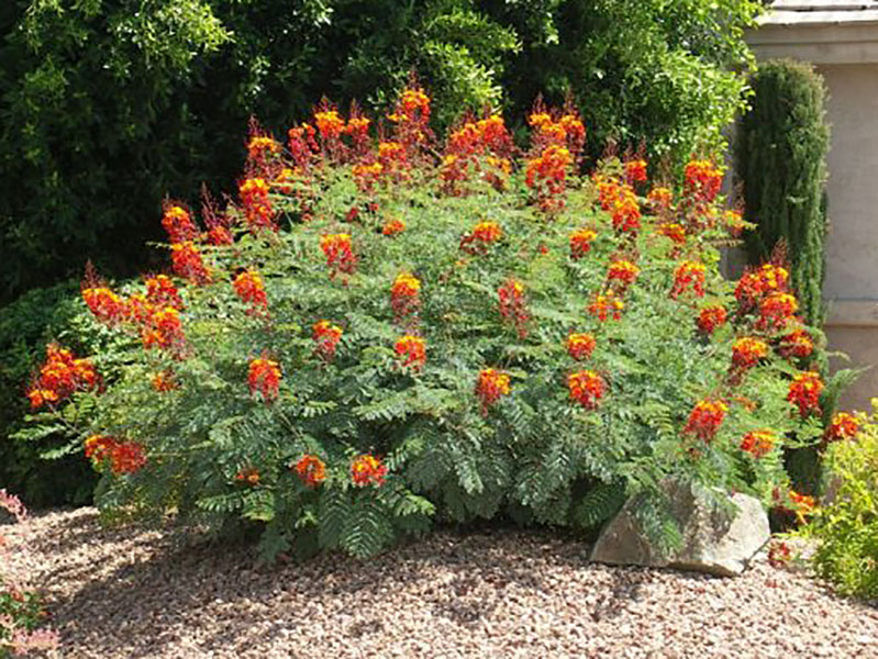 Motley uhyre bekræft venligst Find plants - Red Bird of Paradise