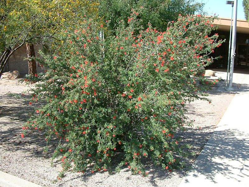 Find plants - Baja Fairy Duster