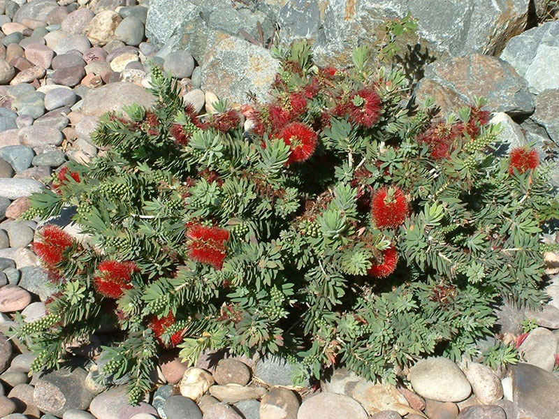 https://www.snwa.com/app-data/plant_search/Callistemon-citrinus-Nana.jpg