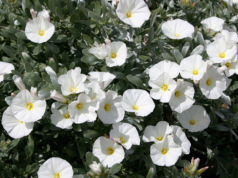 Image of Summer Glory Plant with White Flowers