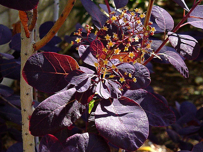 Find plants Smoke Bush