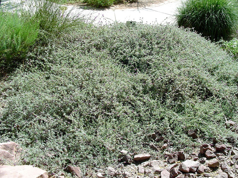 find-plants-trailing-indigo-bush