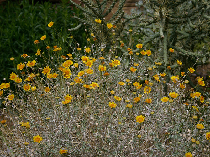 Find plants Virgin River Brittlebush