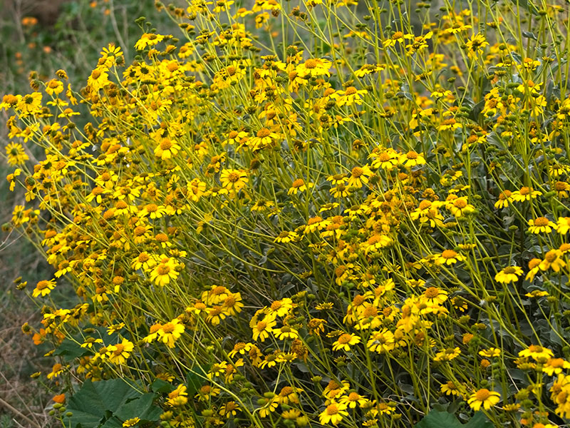 Find Plants Brittle Bush