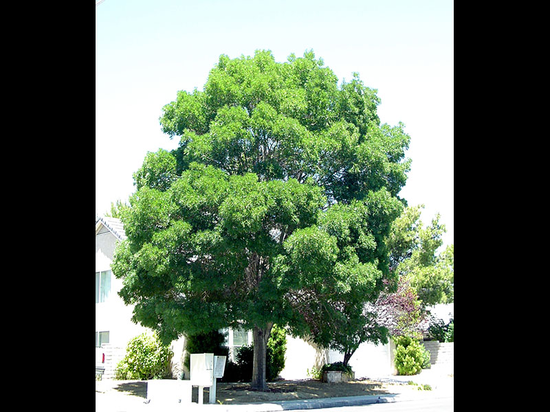 Find plants Raywood Ash