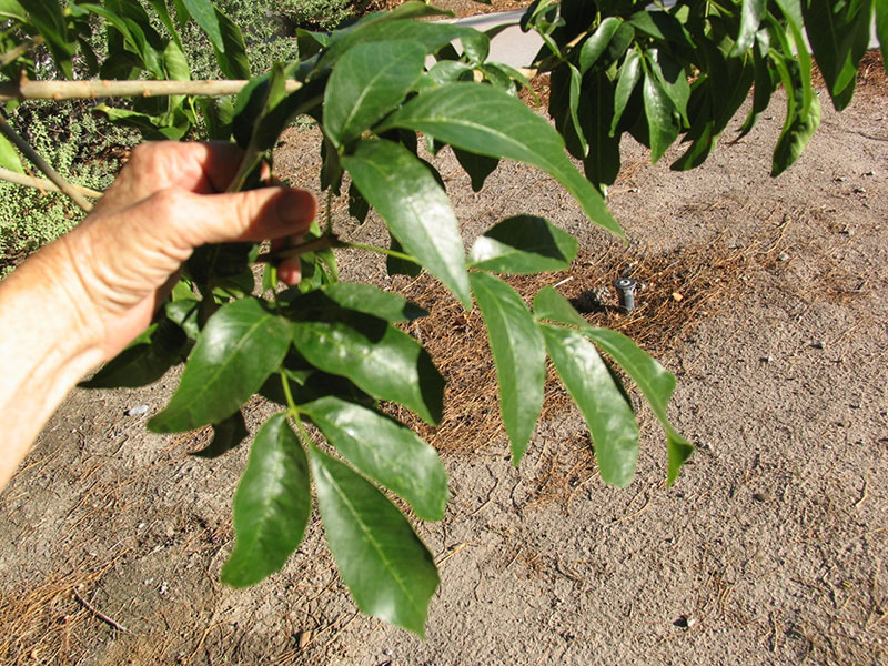 Find Plants Fan Tex Ash