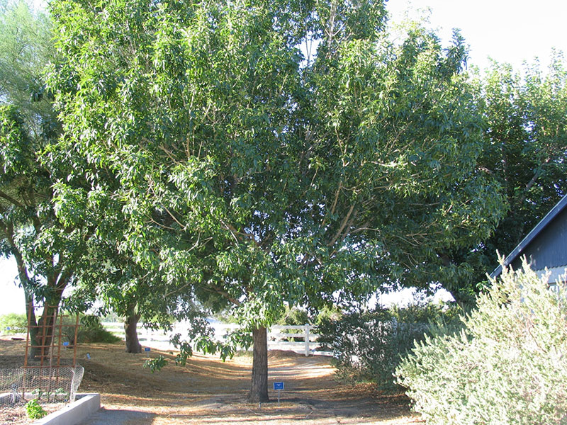 Find Plants Fan Tex Ash