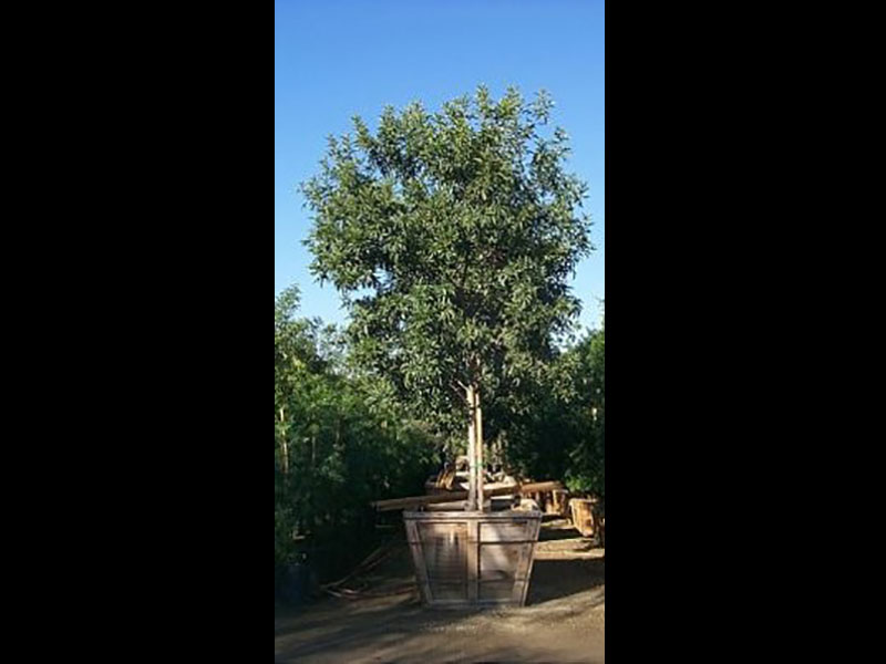 Find Plants Fan Tex Ash