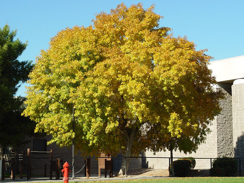 Find Plants Fan Tex Ash