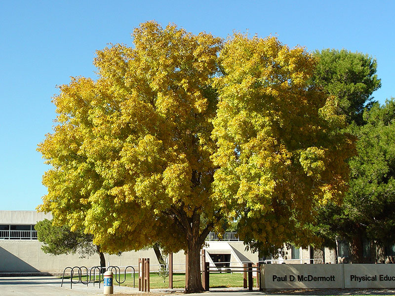 Find Plants Fan Tex Ash