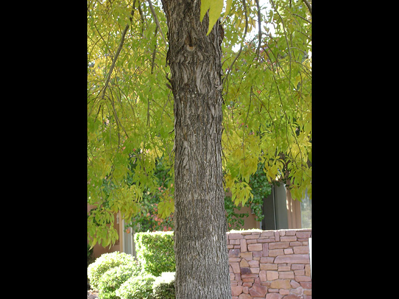 Find Plants Fan Tex Ash