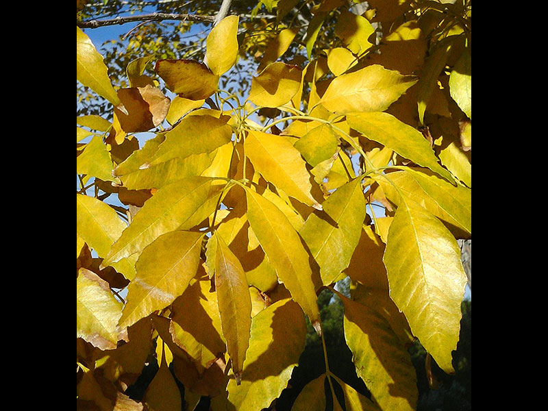 Find Plants Fan Tex Ash