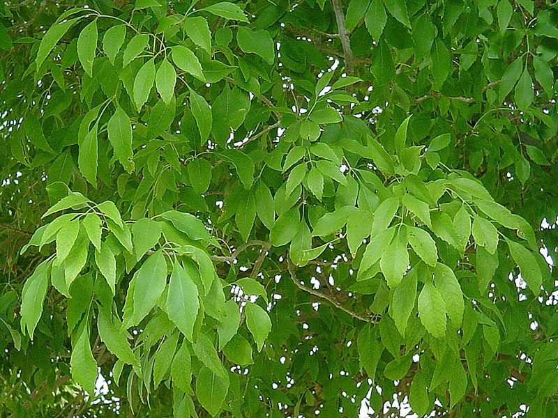 Find Plants Fan Tex Ash