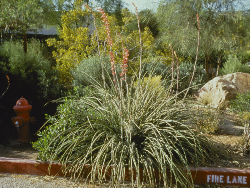 Find Plants Red Yucca, Landscaping Shrubs And Bushes Las Vegas