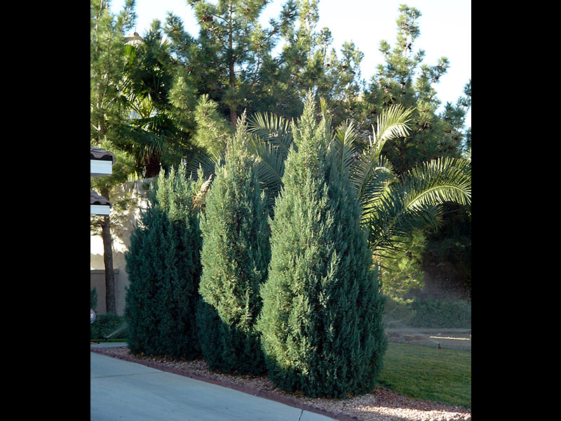 Find plants Blue Point Juniper