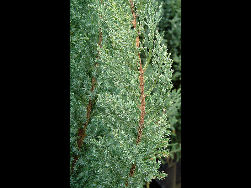 Find plants Blue Point Juniper