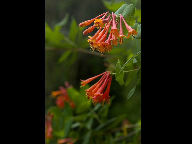 Find plants Trumpet Honeysuckle