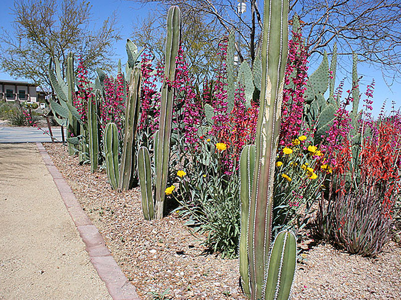 Find Plants Mexican Fence Post