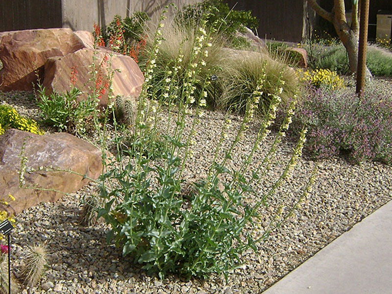 Find plants - Pinto Beardtongue