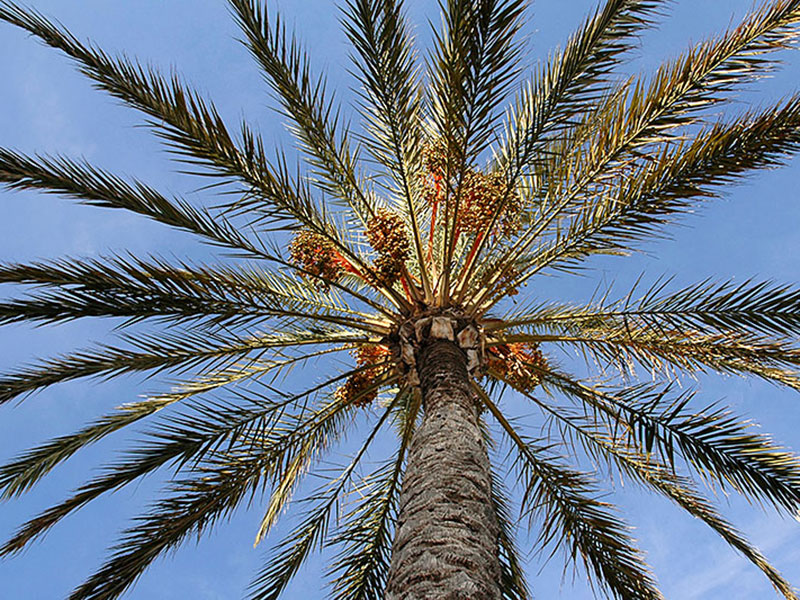 Find Plants Date Palm Find Plants Date Palm