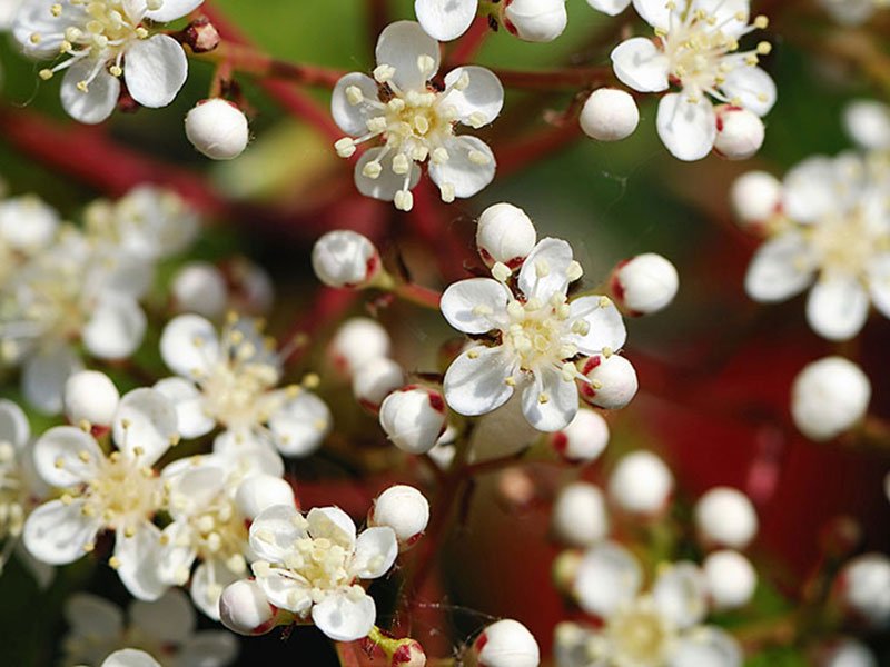 Find plants - Redtip Photinia