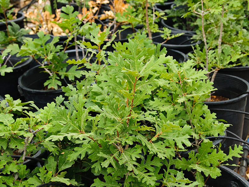 Find plants Gambel's Oak