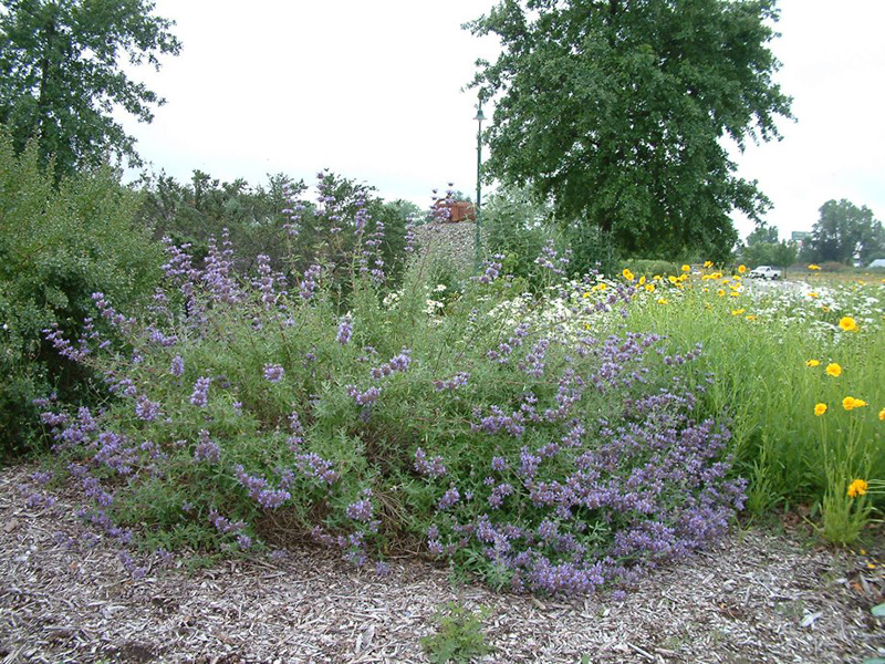Find plants - Chaparral Sage