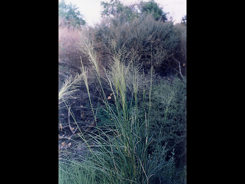 Find plants Alkali Sacaton Grass