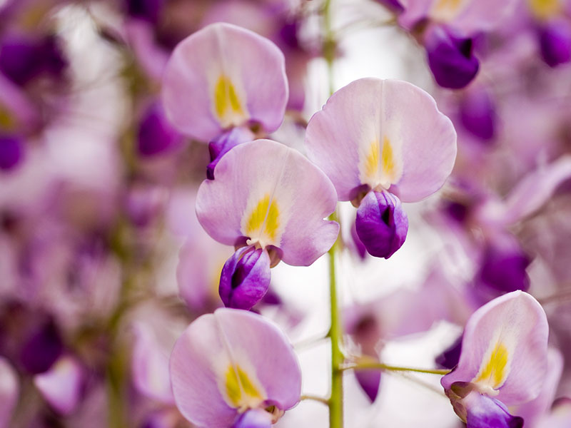 Find Plants Chinese Wisteria find-plants-chinese-wisteria