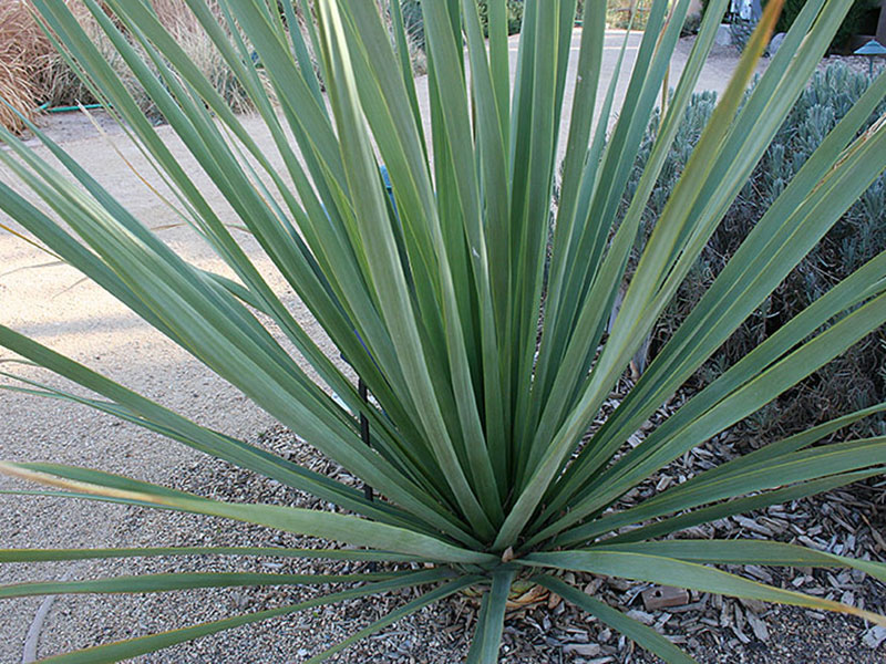 Find plants blue nolina