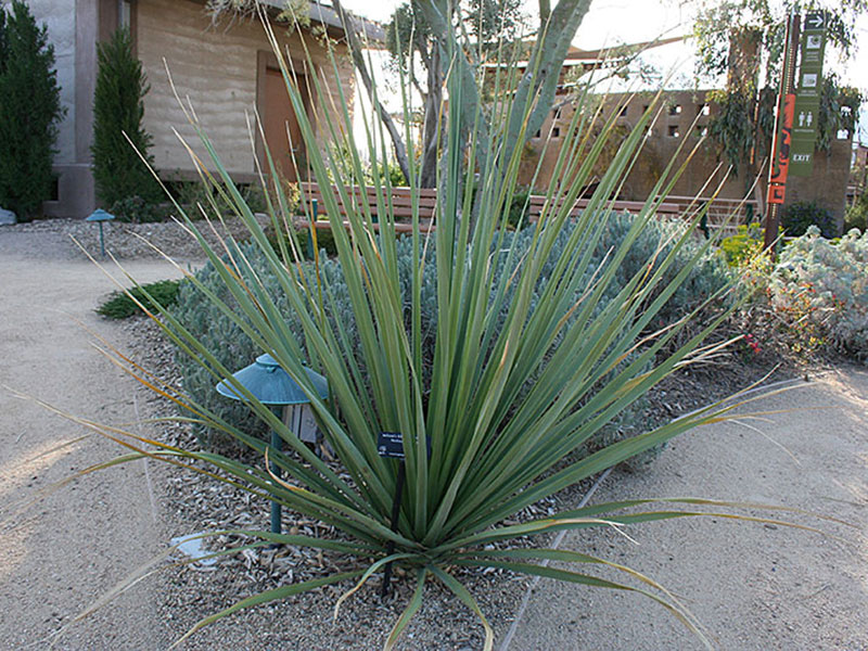 Find plants blue nolina