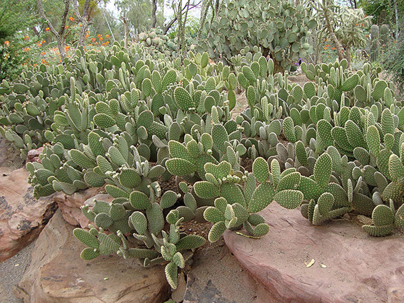 Find plants - Bunny Ears