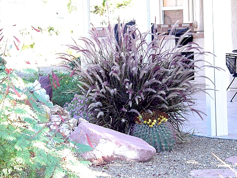 How to Grow and Care for Purple Fountain Grass