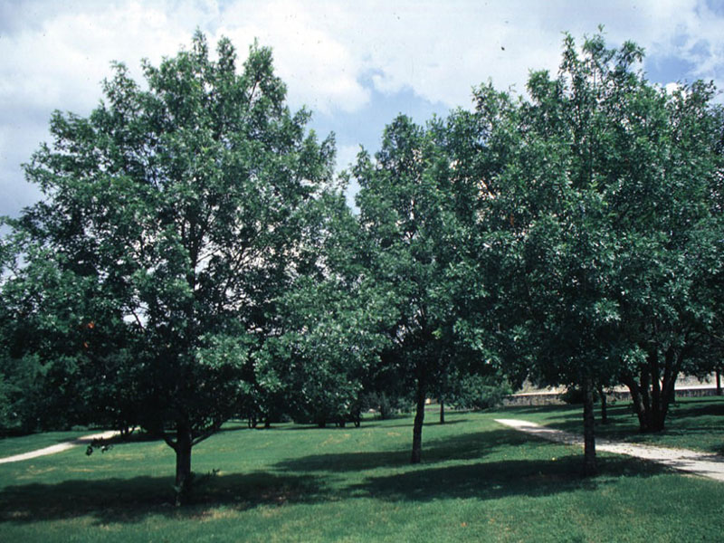 Find plants Texas Red Oak