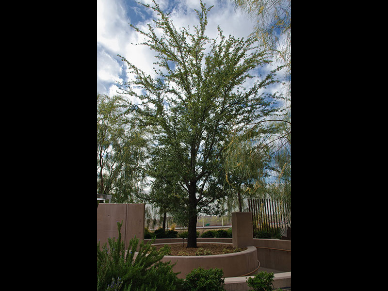 Find plants Escarpment Live Oak