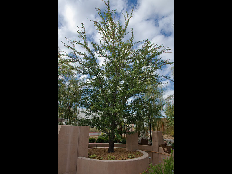 Find plants Escarpment Live Oak