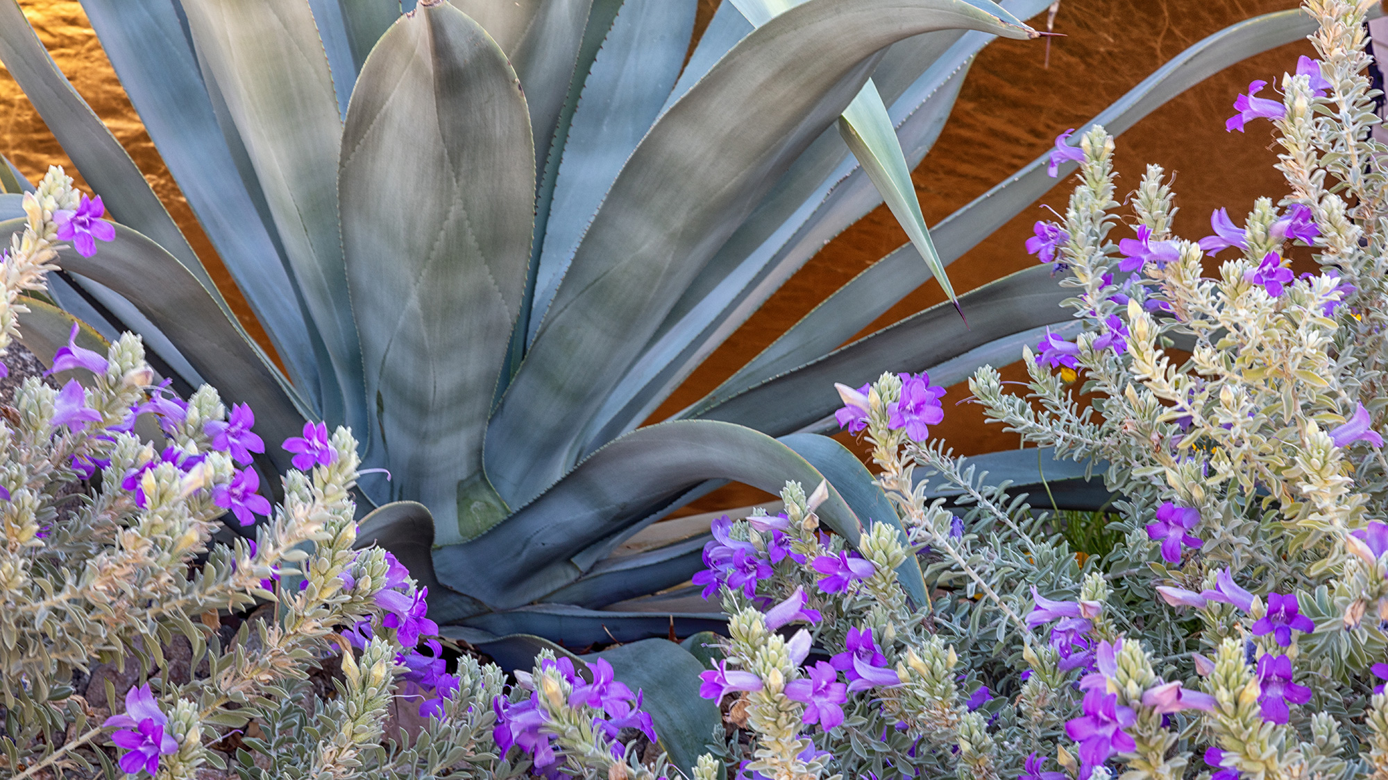 Agave with purple flowers next to it