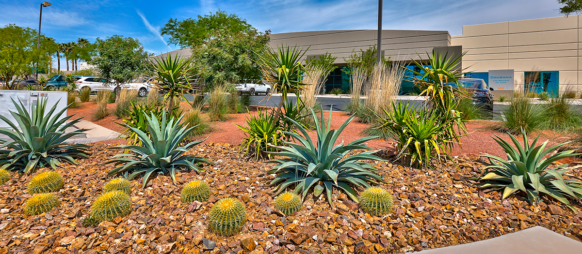 Desert friendly landscaping including cacti in front of business park