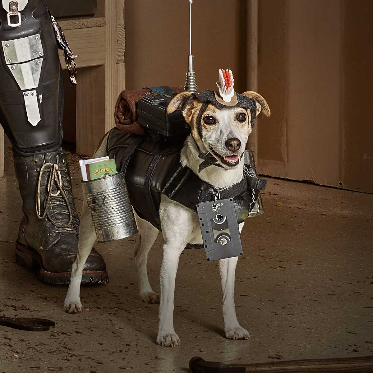 a dog dressed in Mad Max inspired costume
