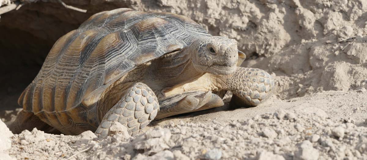 Desert tortoise