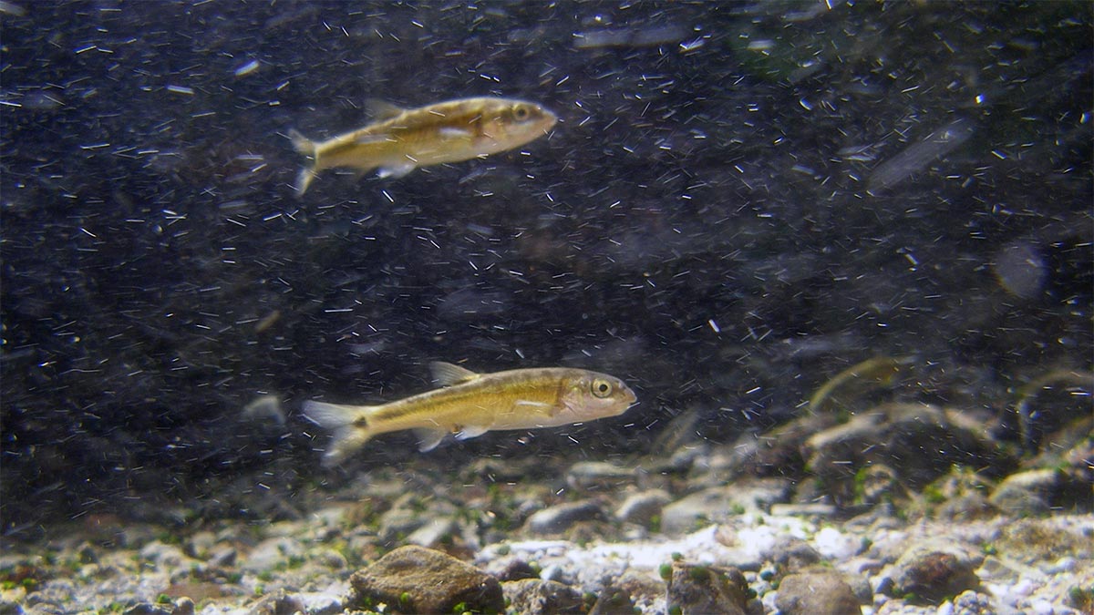 Moapa dace in a stream.